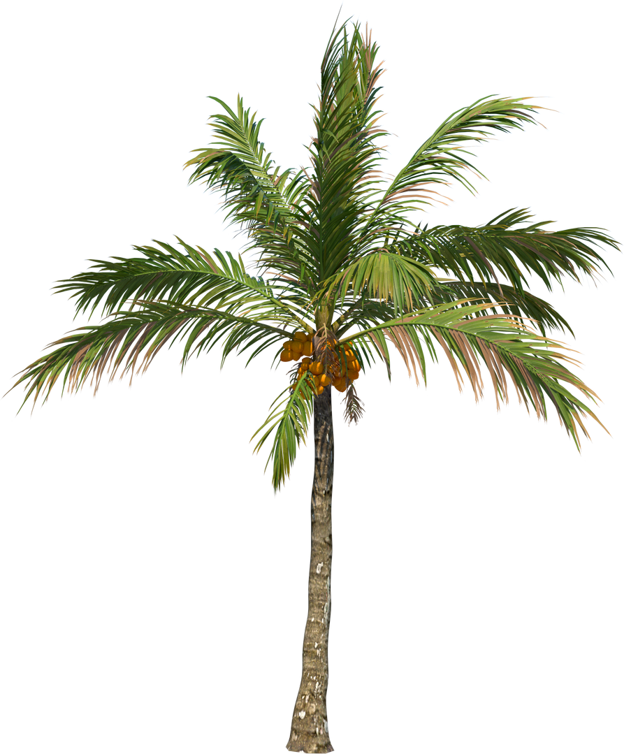 Coconut tree palm