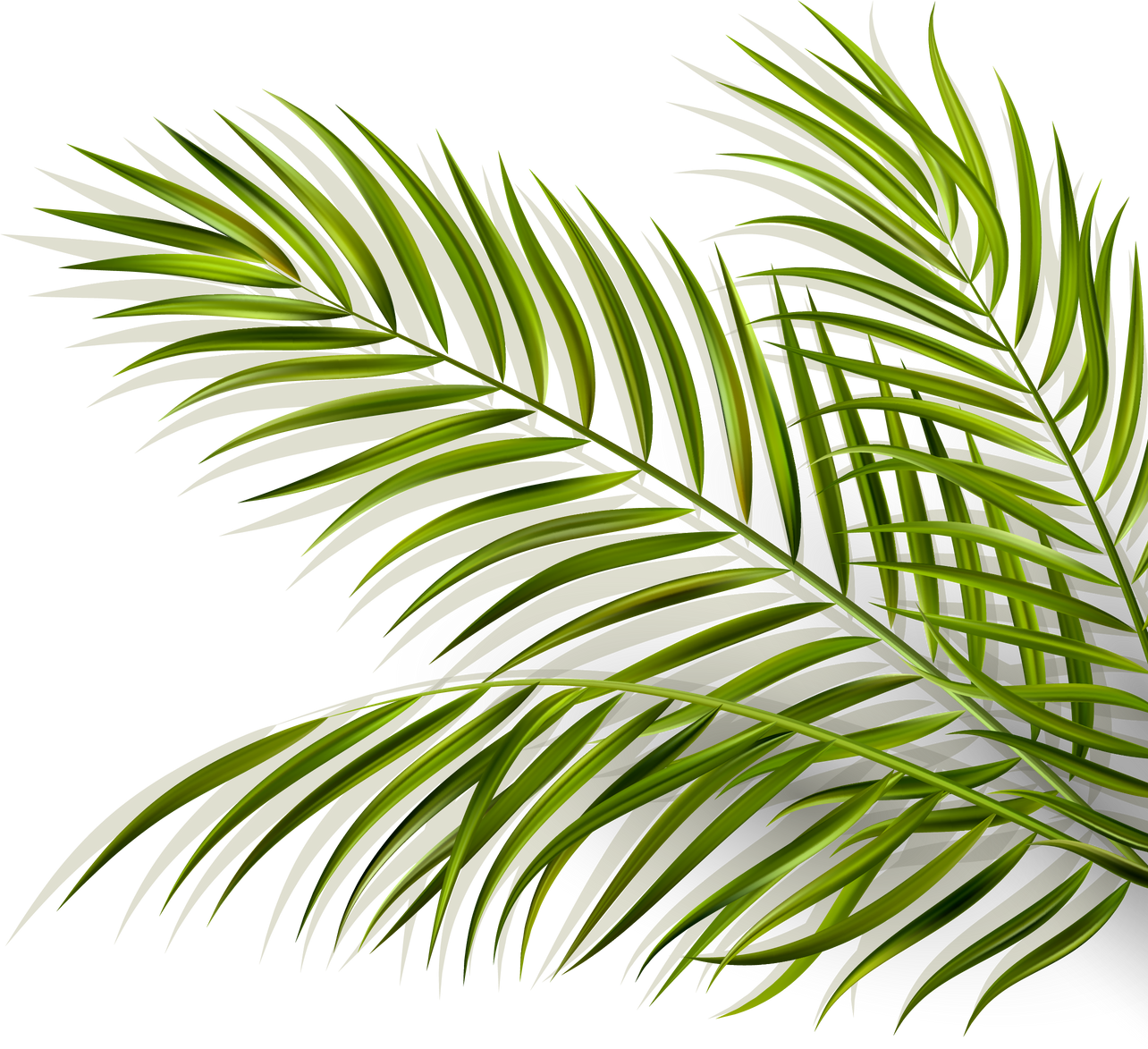 Palm Leaves Illustration